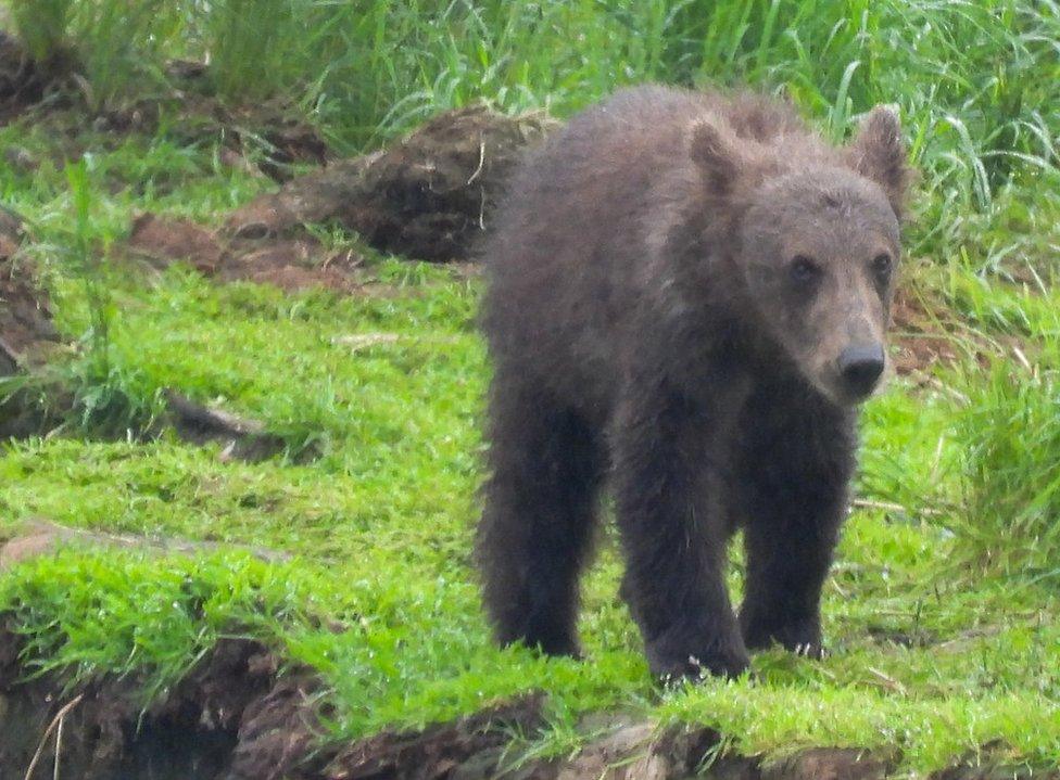 Bear 806 Jr pictured looking thinner before his summer bulking