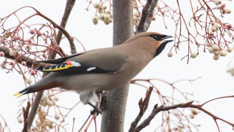 Waxwing