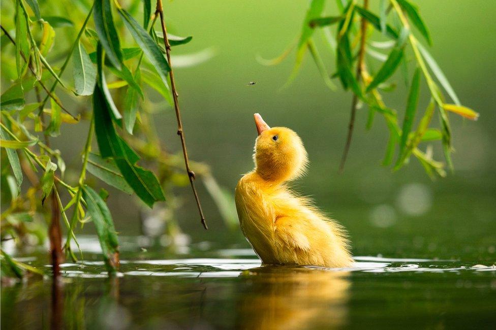 A duckling looks up at a fly above its head