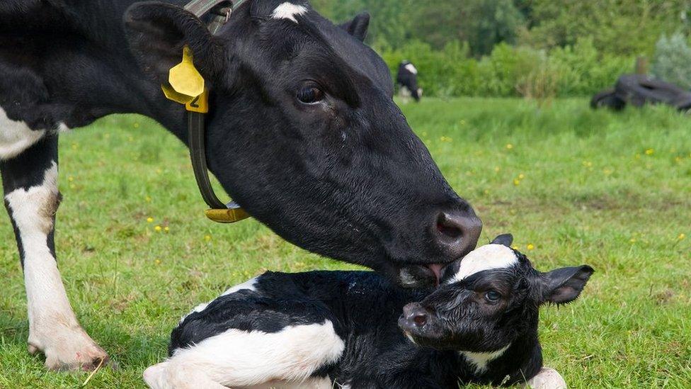 Cow with calf