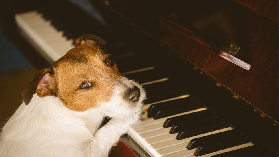 dog playing the piano