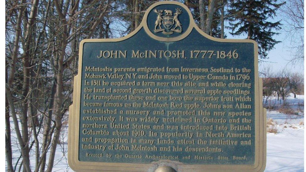 John McIntosh discovered the apple from saplings when he bought the farm in 1811