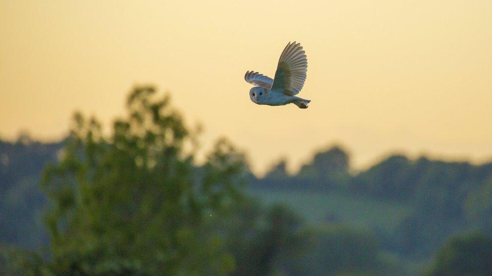 Barn owl on the Levels