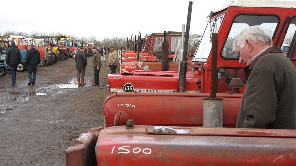 A row of Massey Ferguson tractors at Cheffins' auction in Cambridgeshire