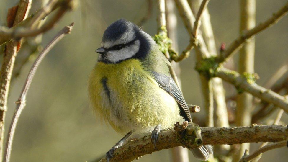 blue tit