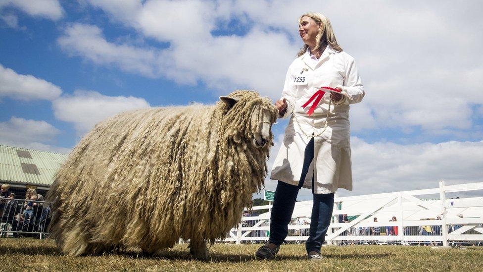 A sheep being judged at the Great Yorkshire Show