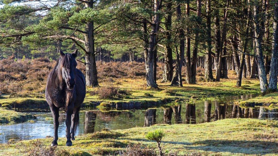 New Forest pony