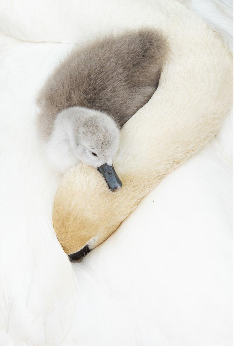 A baby swan rests its head on its mother's neck