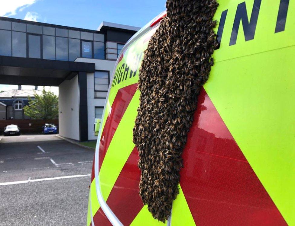 bee swarm