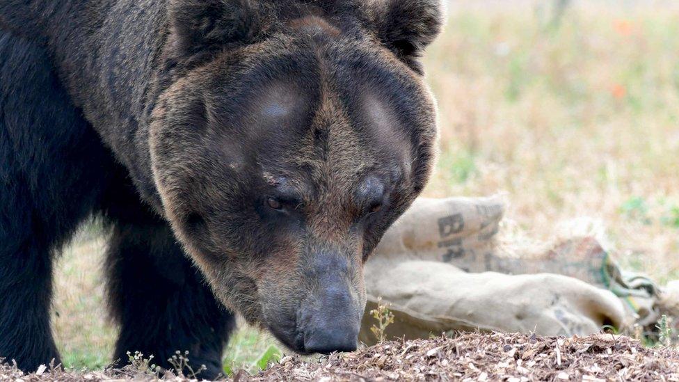 A brown bear outside sniffing the ground