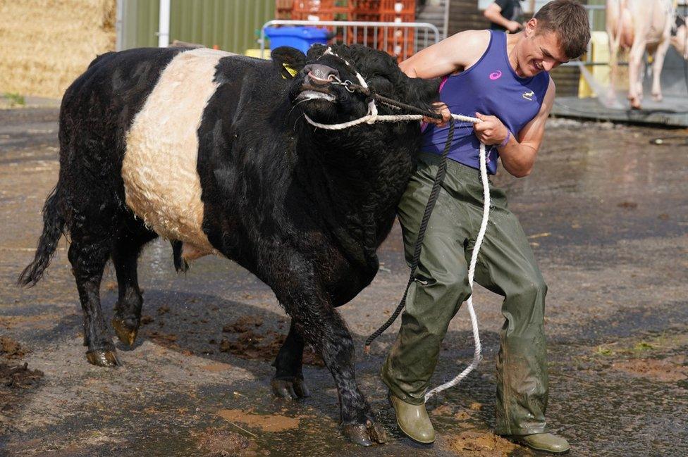 A Belted Galloway is moved to a cleaning bay