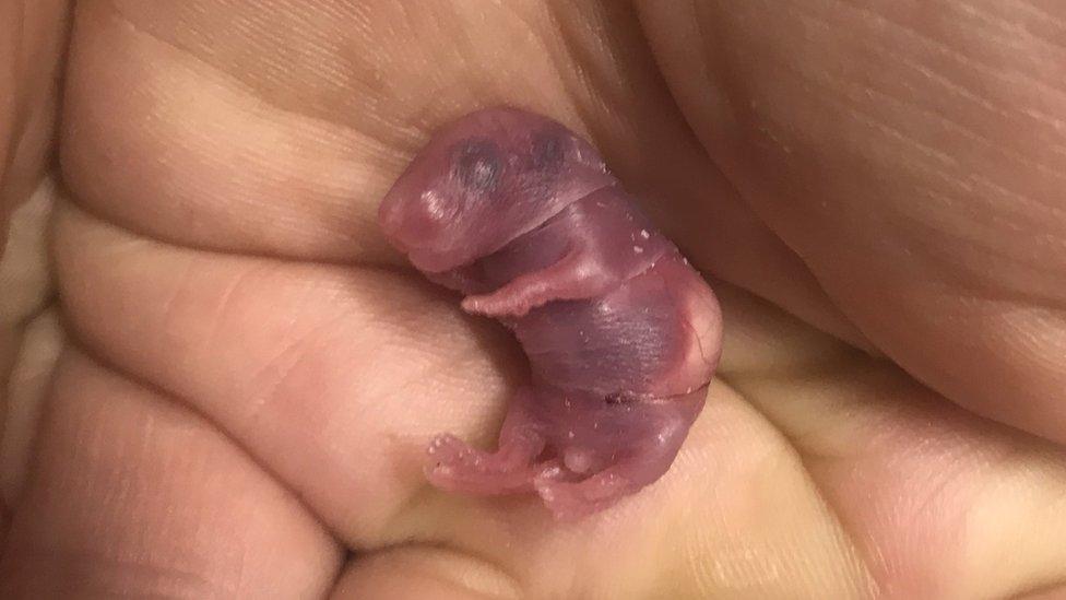 Penny in a hand as a newborn