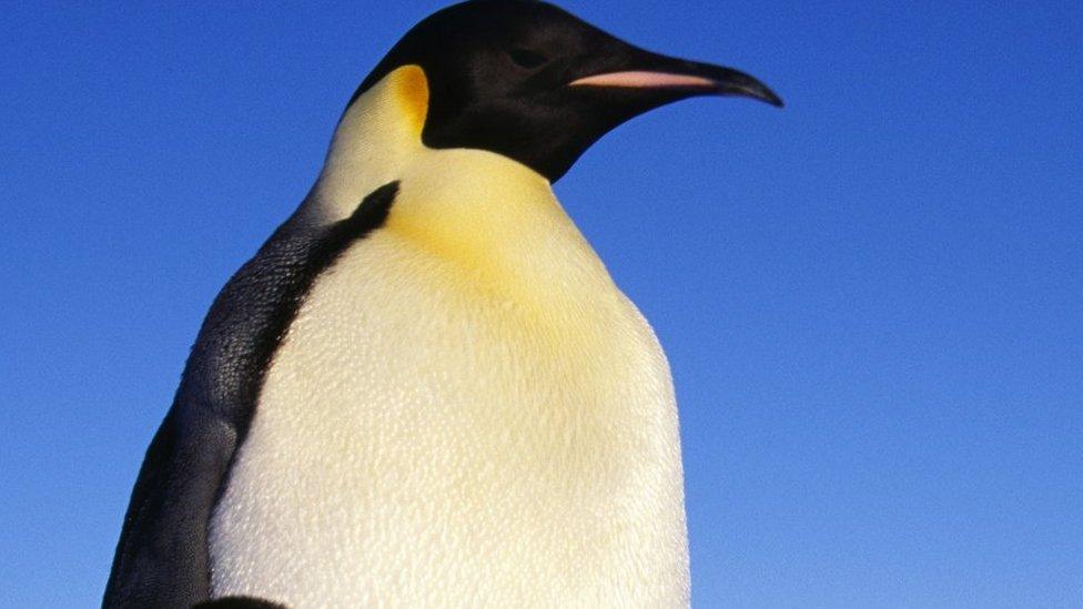 Emperor penguin adult with its babies