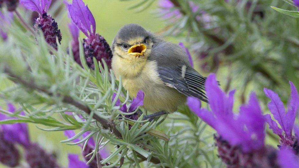 A-baby-blue-tit