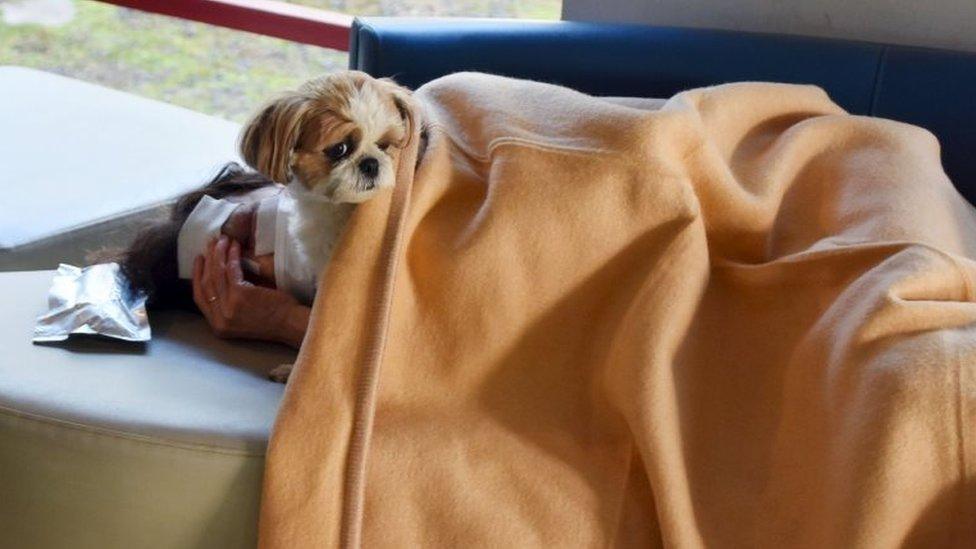 A local resident rests with a pet dog at an evacuation center after an earthquake in Mashiki town