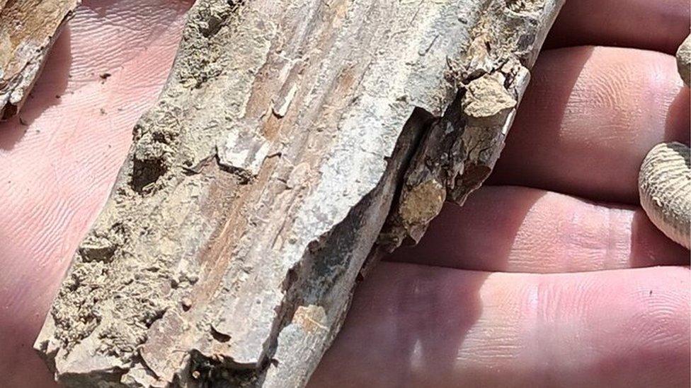 Fossilised jawbone in the palm of a hand