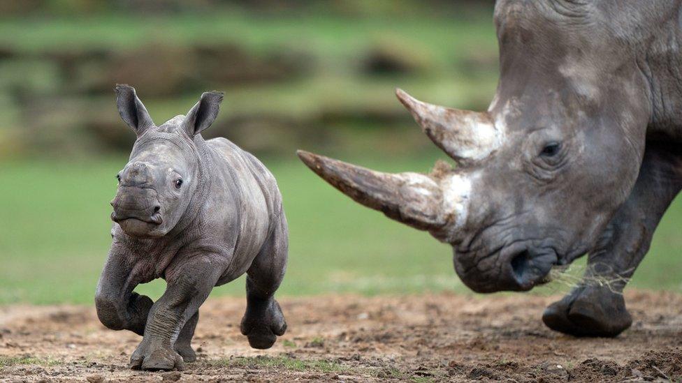 Rhino calf