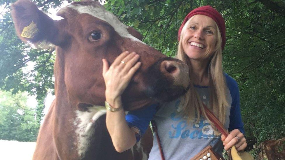 Cow with singer Sharon Shannon