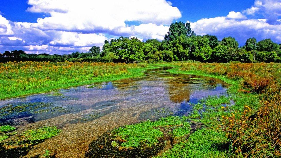 The River Itchen bypass meadow