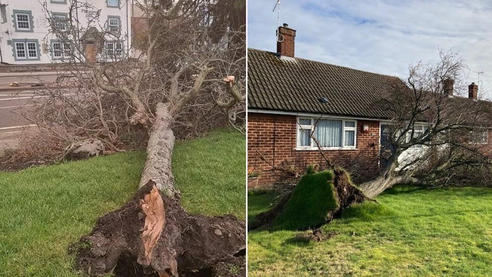 Mansfield trees down