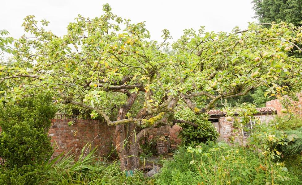 Bramley apple tree