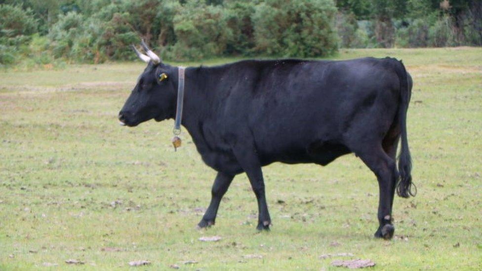 Cow, Furzley Common