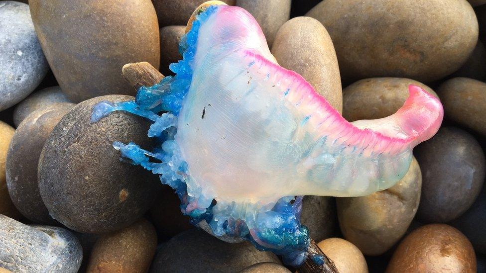 Portuguese man o'war