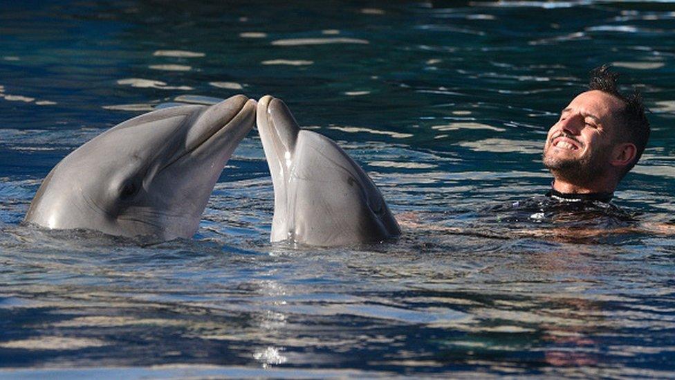 Two common bottlenose dolphins are seen with their keeper pictured in a show at the Madrid Zoo