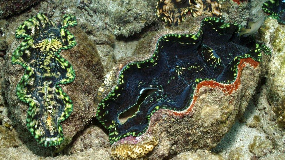 A giant clam is the largest, immobile mollusc in the world