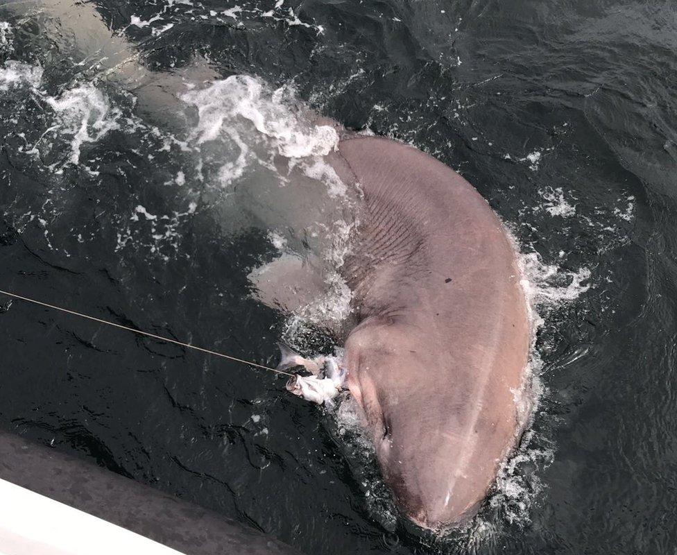 The shark was caught on fisherman Ben Bond's line off Loop Head in County Clare