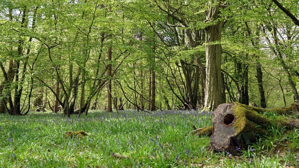 Astonbury Wood, Stevenage