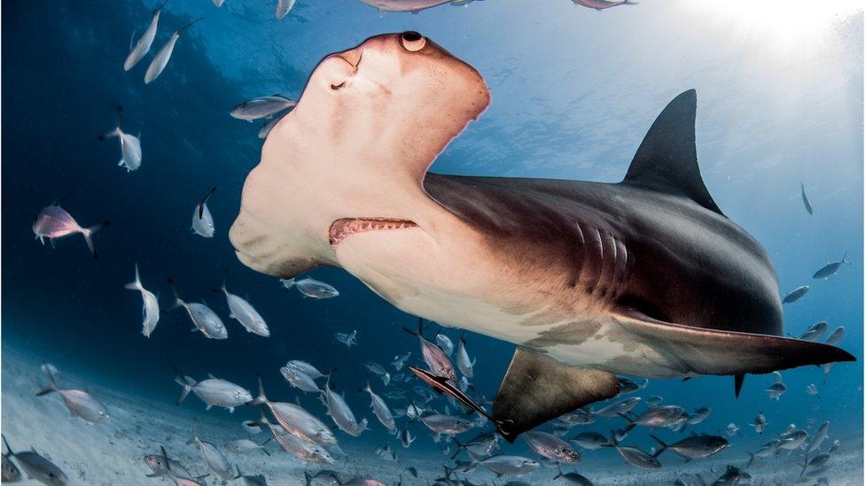 A hammerhead shark