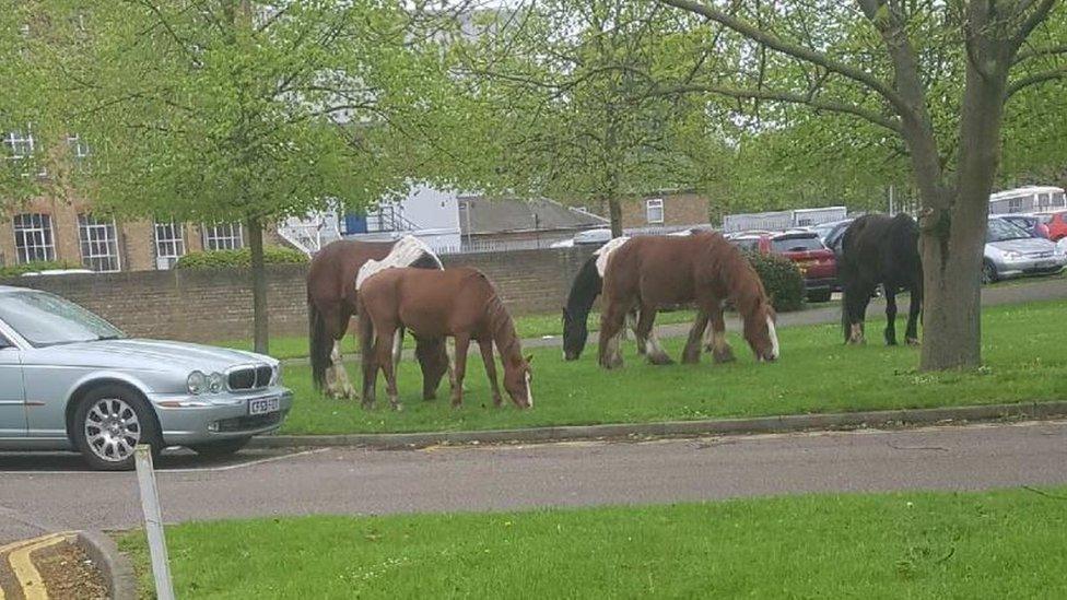 Horses in Chelmsford