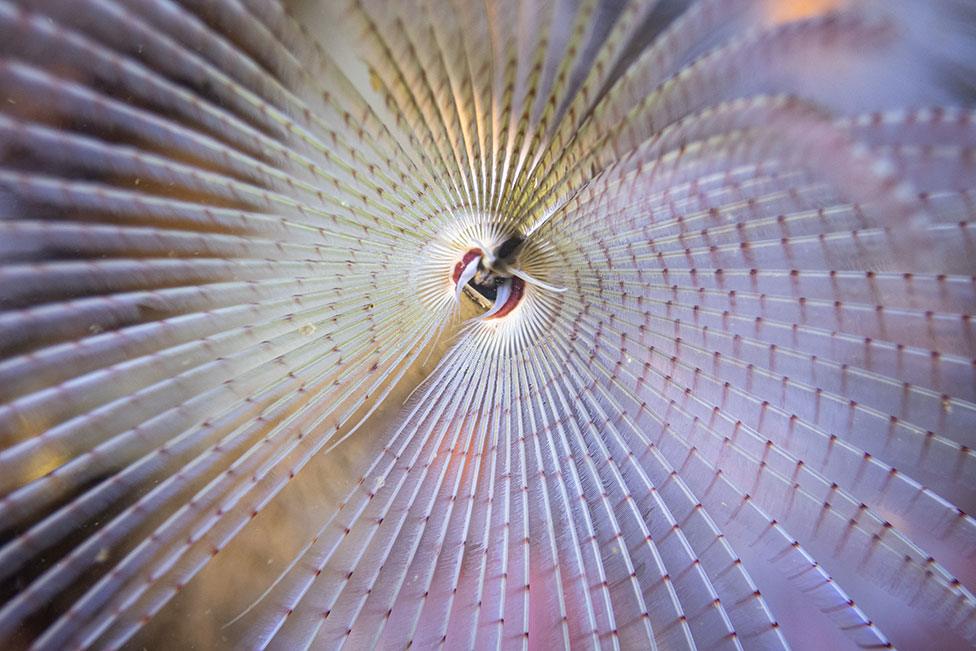 A photo showing the white and red fan of a peacock worm in waters around Scotland