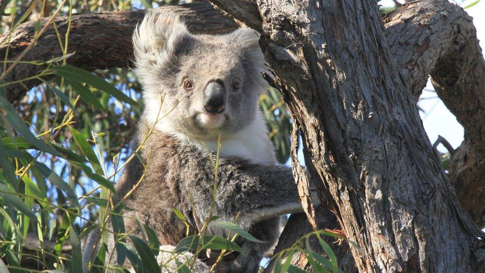 Koala in a manna gum tree