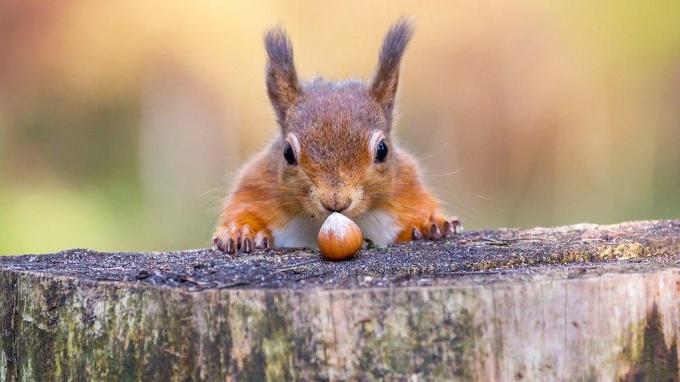 Red squirrel and a nut