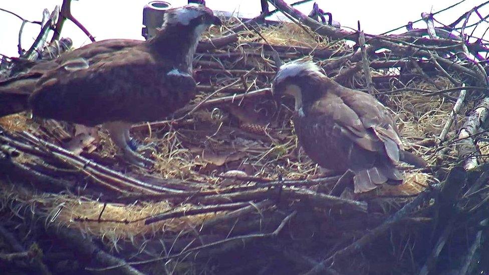 Nesting Ospreys