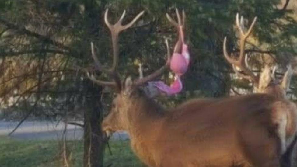 Red deer stag with bra in antlers