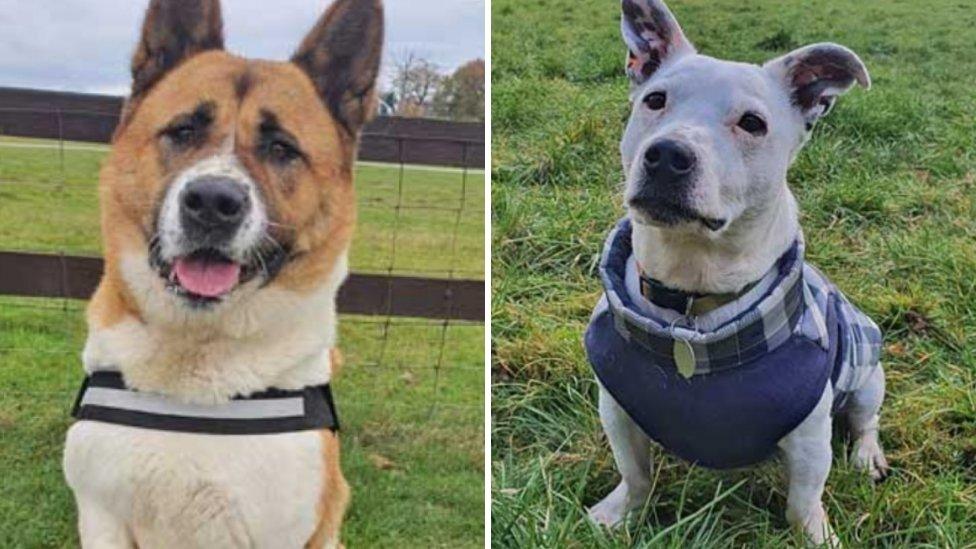 Two of the dogs from Hillside Animal Sanctuary