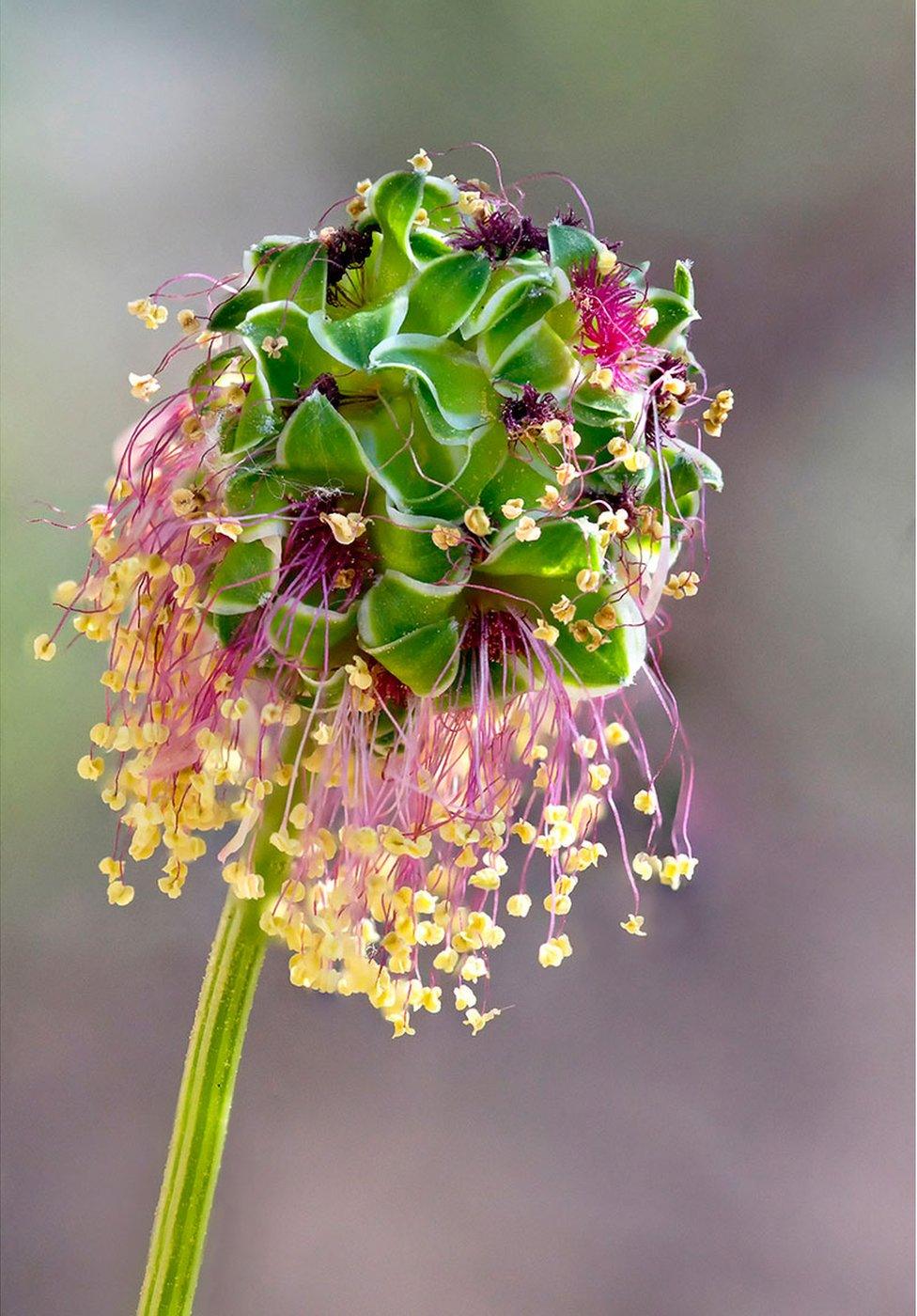 A stem with a bud sprouting small yellow and red flowers