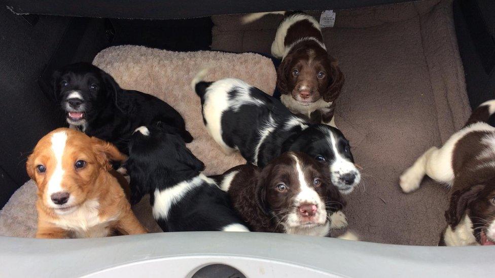 Sprocker puppies