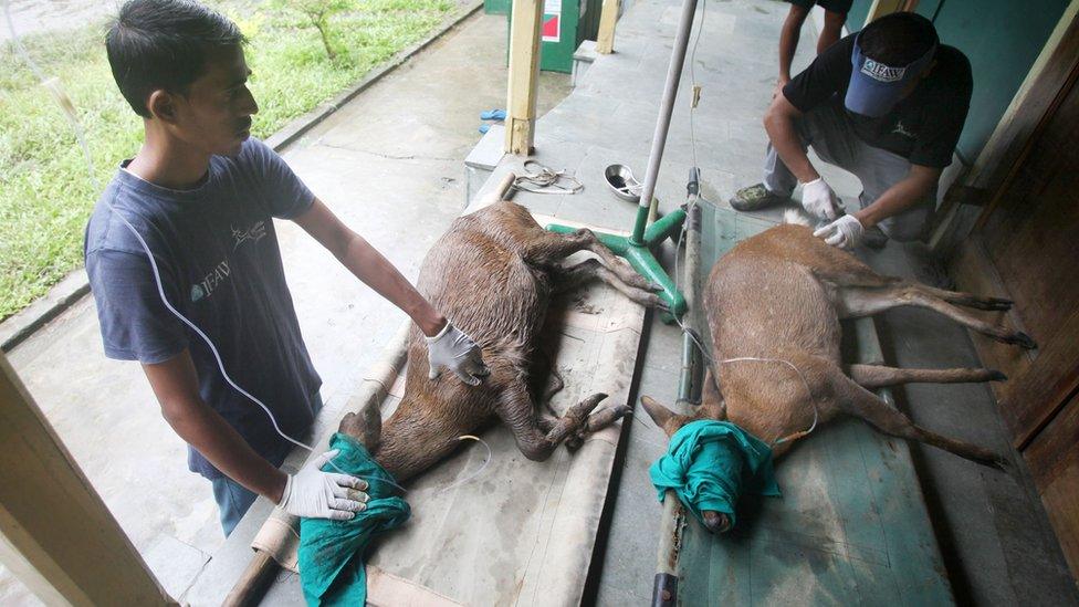 rescued hog deer