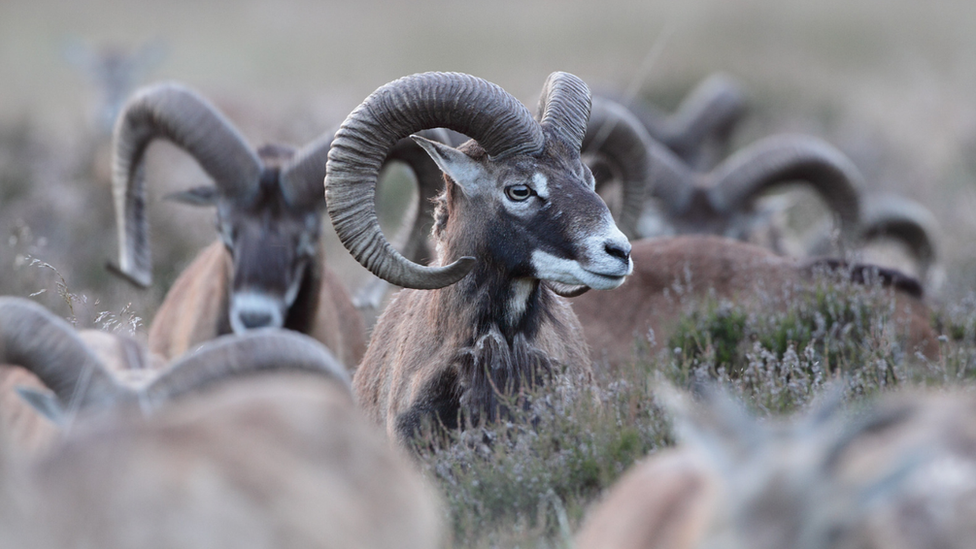 Mouflon sheep in De Hoge Veluwe national park, Netherlands