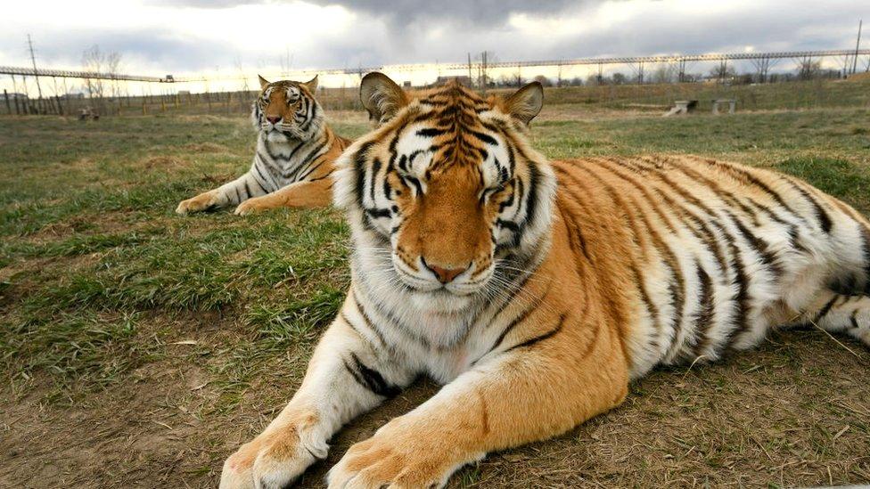 Two tiger brothers relax in their open enclosures enjoying a once unimagined life of freedom at the Wild Animal Sanctuary on 1 April, 2020 in Kennesburg, Colorado