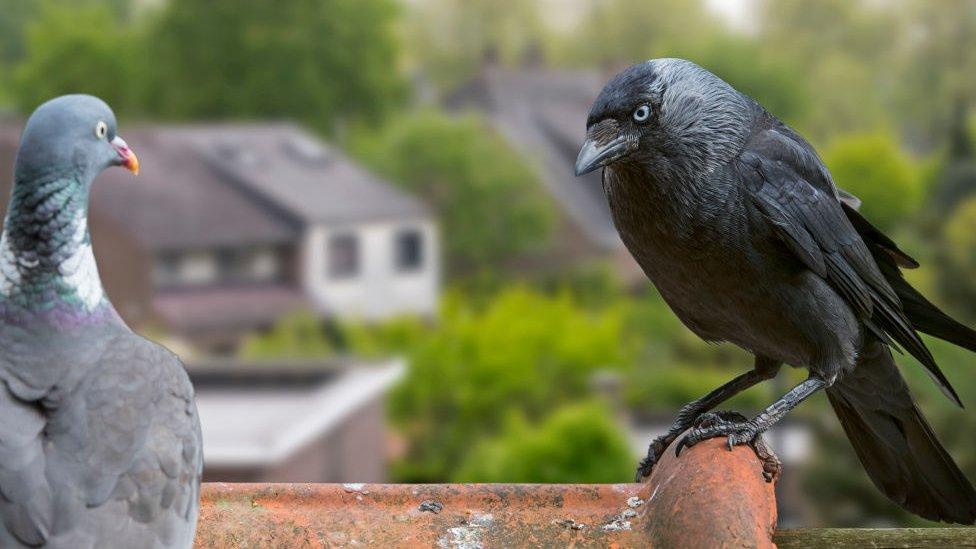 Jackdaw and a pigeon