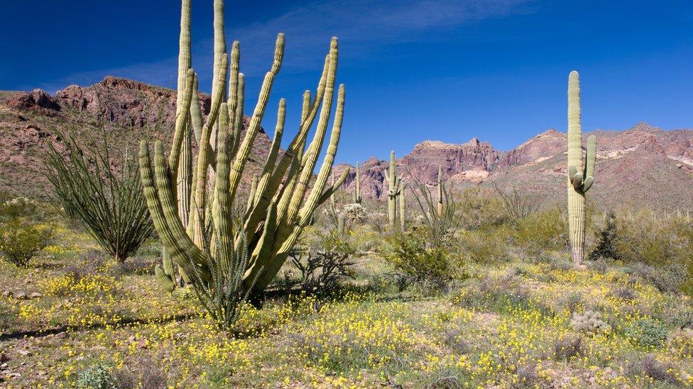 desert scene with cactus and grass