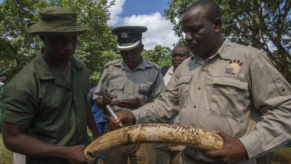 Malawi Parks and Wildlife officers, left and right, and a Police Officer, centre, write identification details on a confiscated elephant tusk before it is burned during the destruction by fire of confiscated elephant tusks at Mzuzu Nature Sanctuary following an earlier High Court ruling that the ivory be destroyed March 14, 2016. Malawi burned 2.6 tonnes of ivory smuggled from Tanzania after a cross-border dispute over whether the elephant tusks should be saved as legal evidence against poachers. Tanzania had succeeded in delaying the burning since September, but a court in Malawi this month ordered wildlife authorities to publicly destroy the 781 pieces of ivory - valued at nearly $3 million (2.7 million euros).