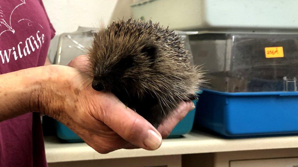 Hedgehog being held