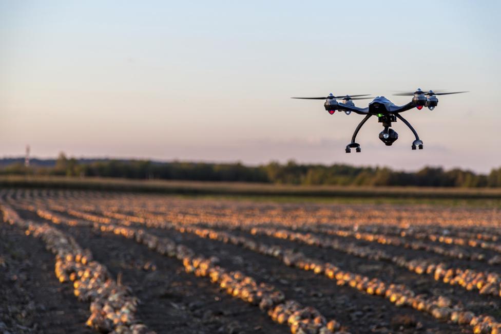 Drone flying over onion field