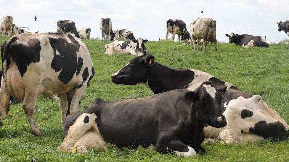 Cows in a field